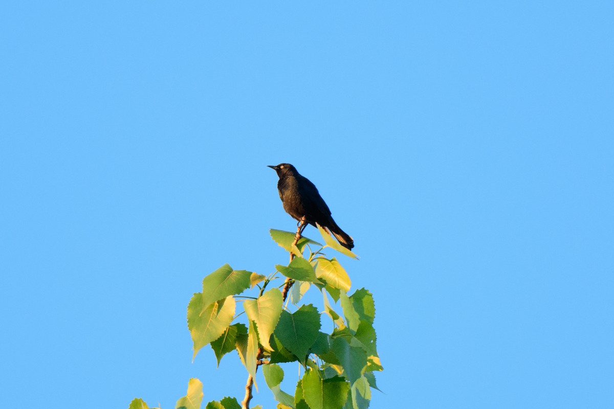 Rusty Blackbird - John Kuenzli