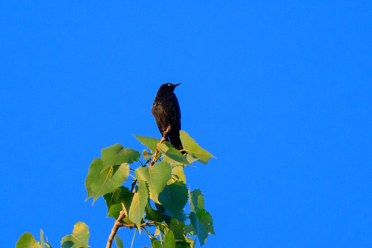 Rusty Blackbird - John Kuenzli