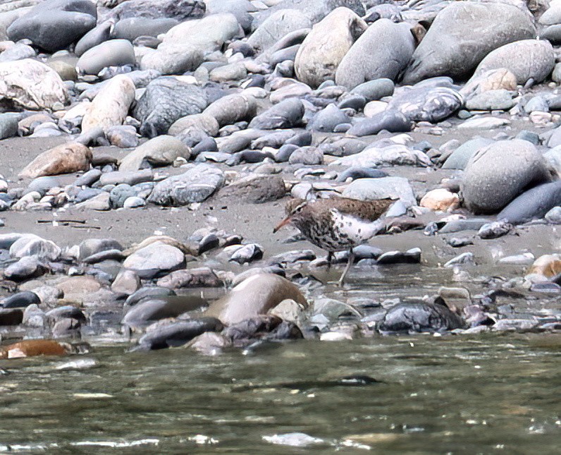 Spotted Sandpiper - Charlotte Byers