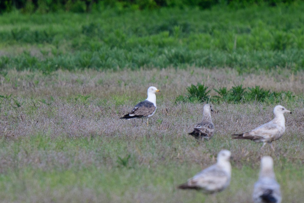 Lesser Black-backed Gull - ML619506157