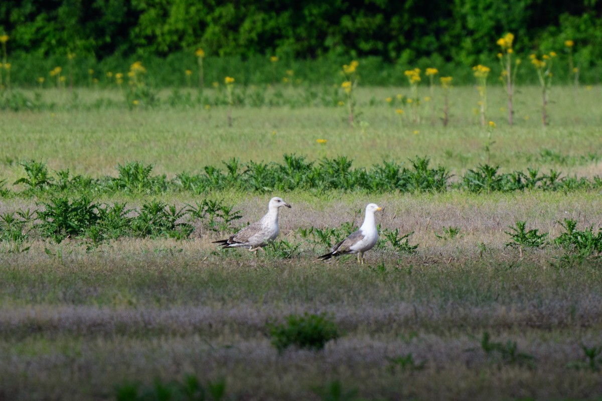 Lesser Black-backed Gull - John Kuenzli