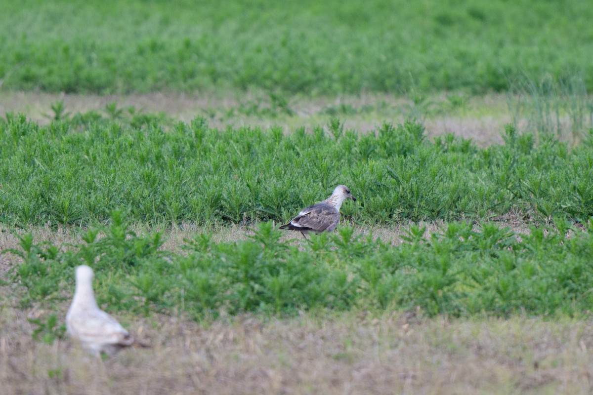 Lesser Black-backed Gull - ML619506161