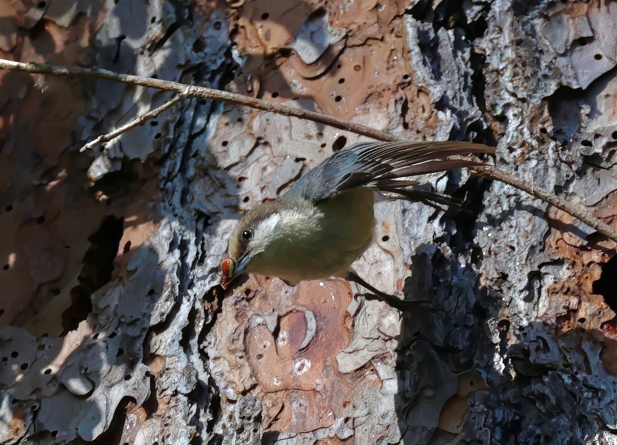 Pygmy Nuthatch - Constance Vigno