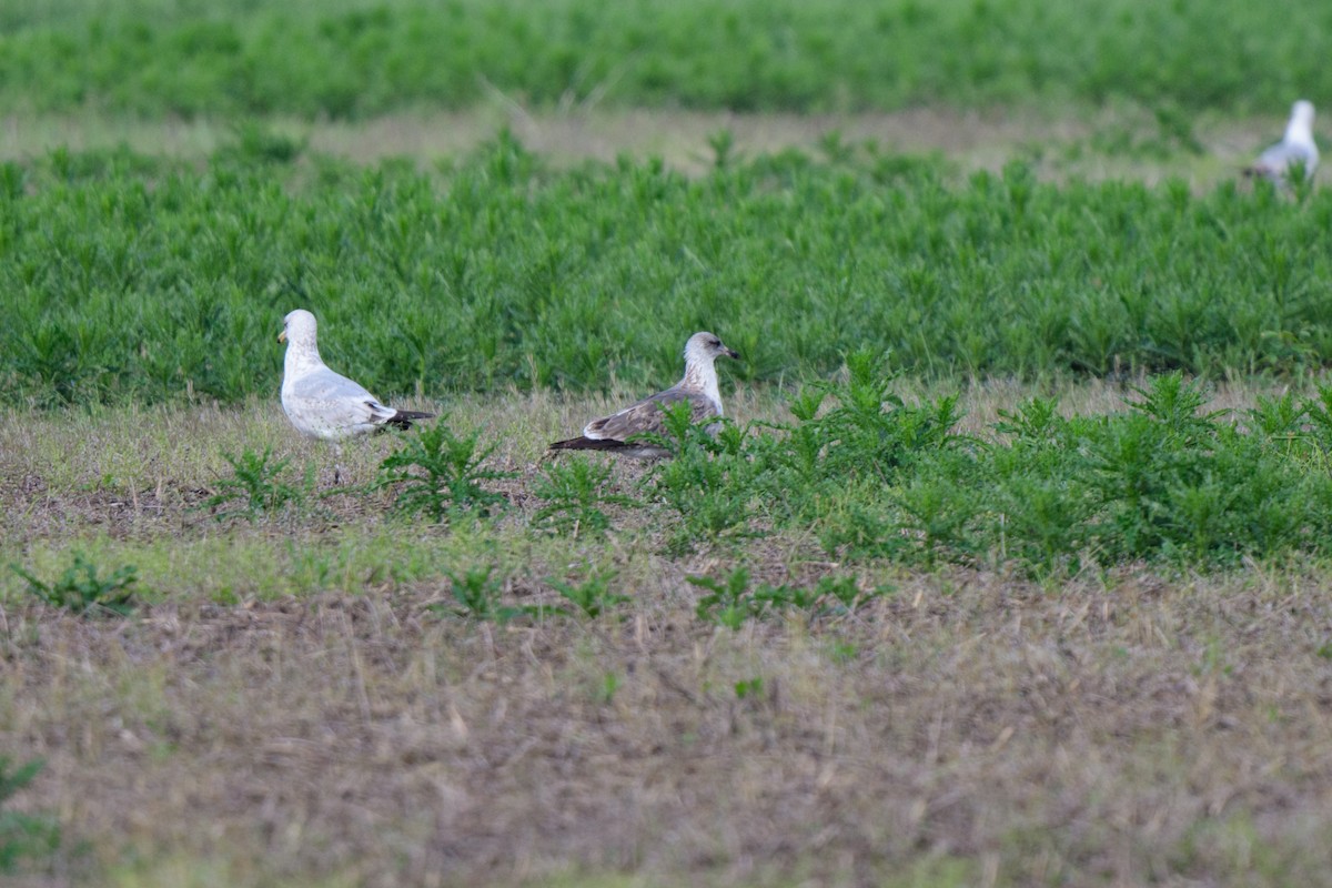 Lesser Black-backed Gull - ML619506164