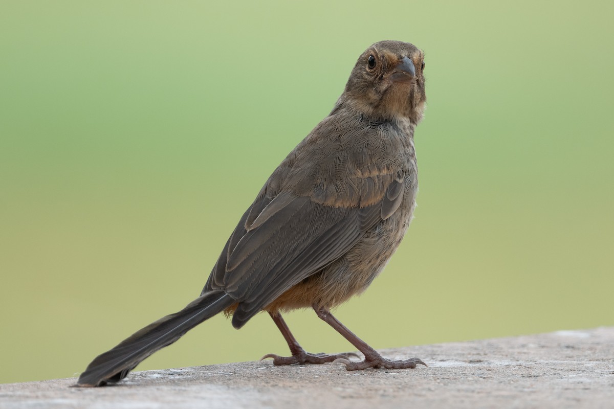 California Towhee - Cynthia  Case