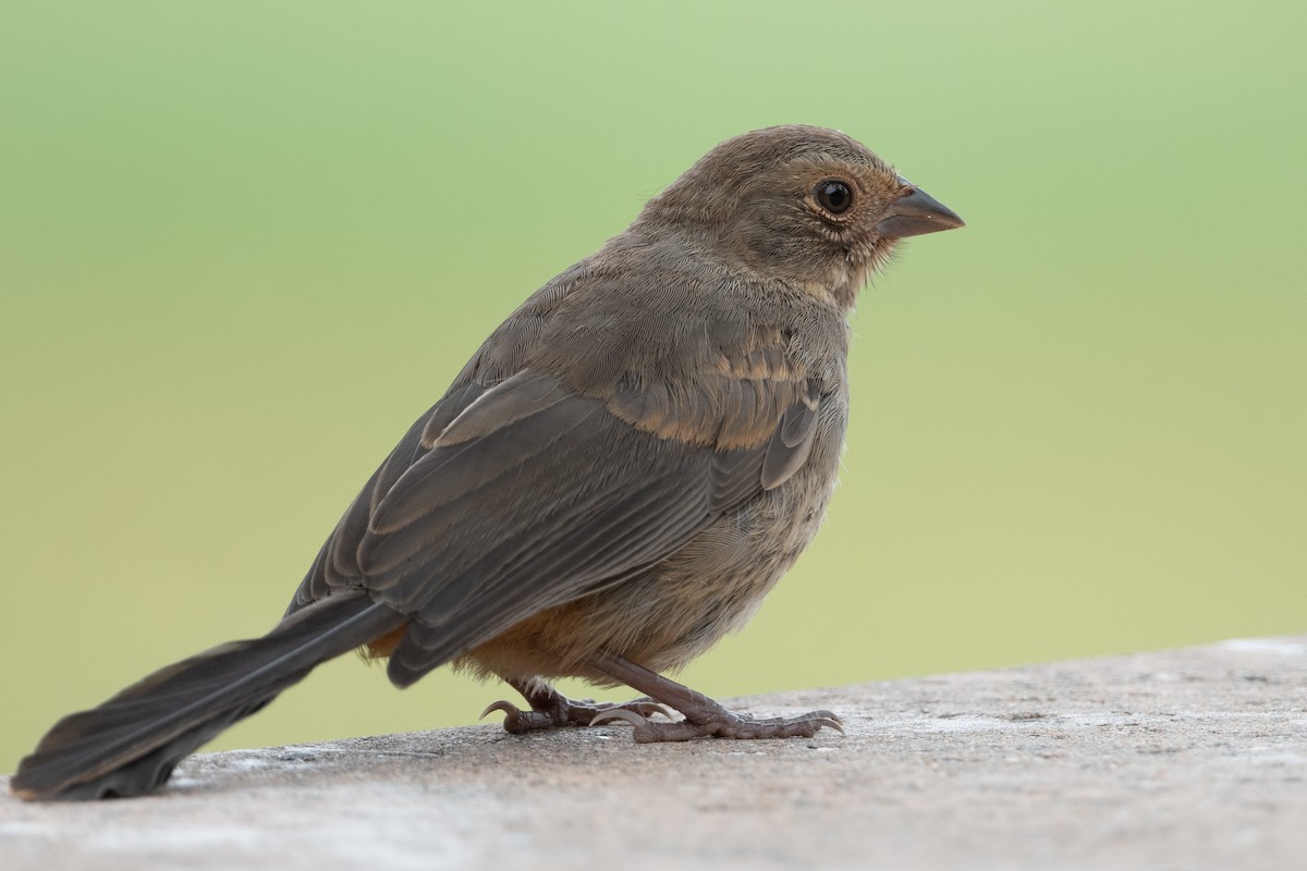 California Towhee - Cynthia  Case