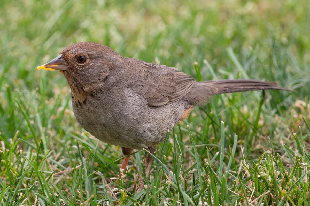 California Towhee - Cynthia  Case