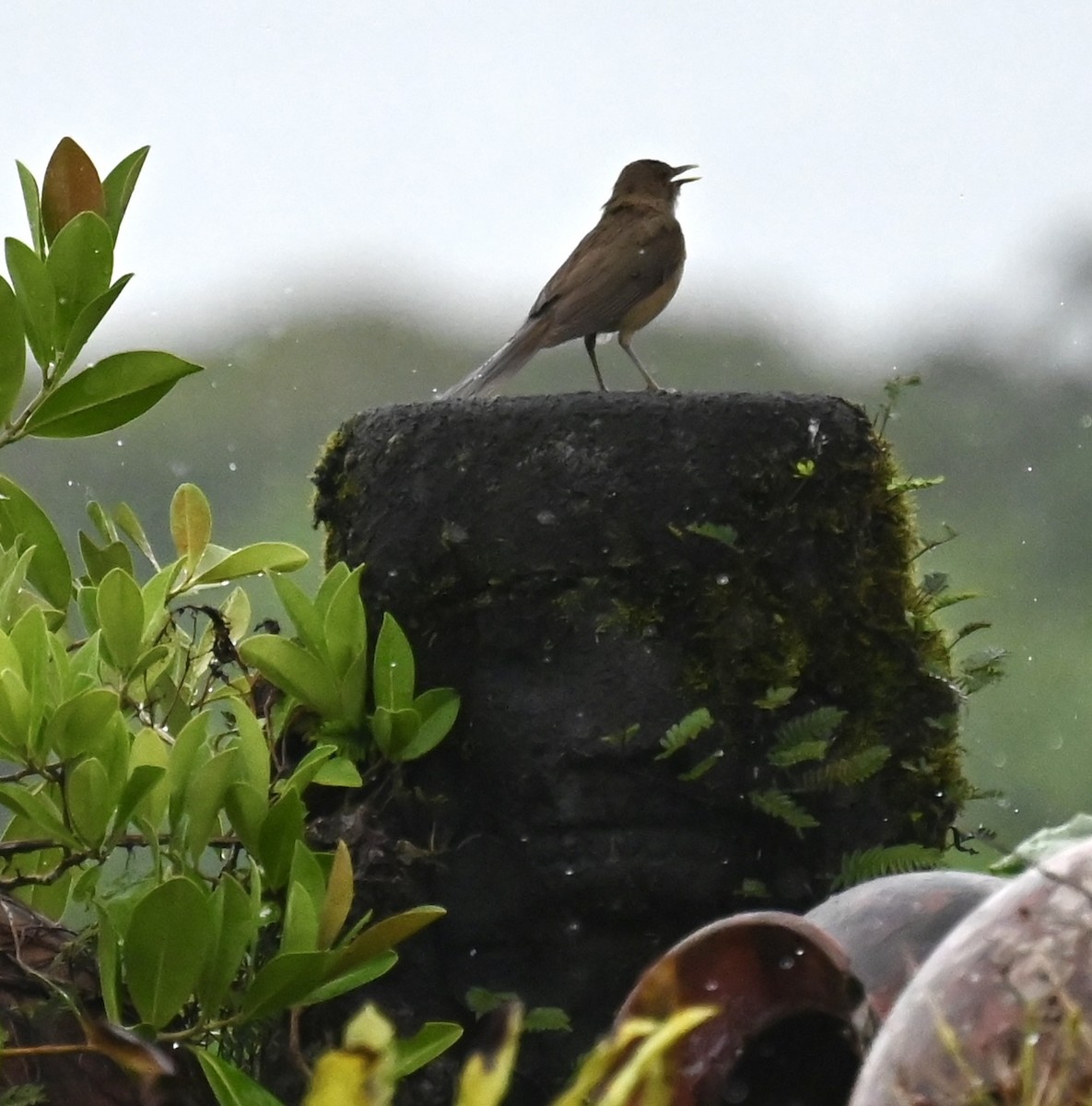 Clay-colored Thrush - Nancy Blaze