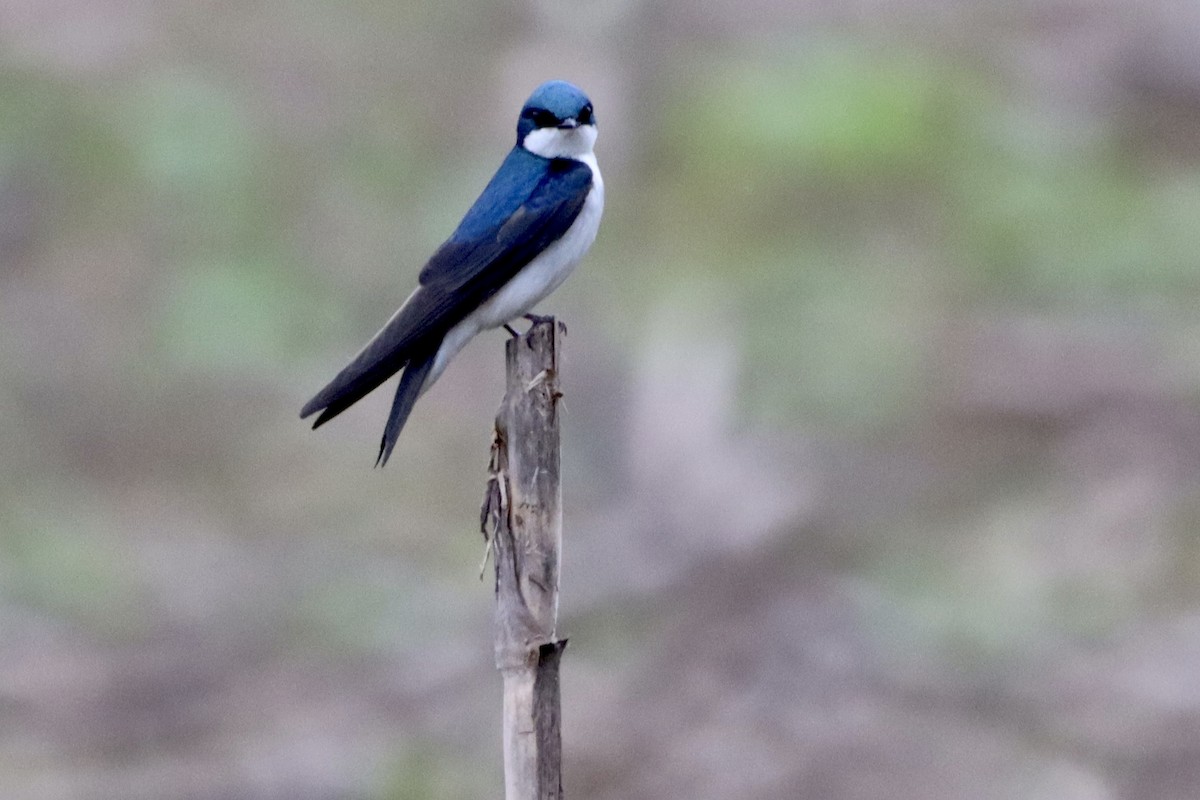 Tree Swallow - Jo VerMulm