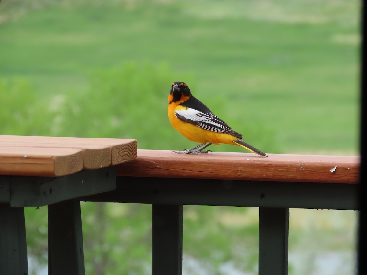 Bullock's x Baltimore Oriole (hybrid) - Tom Curtis