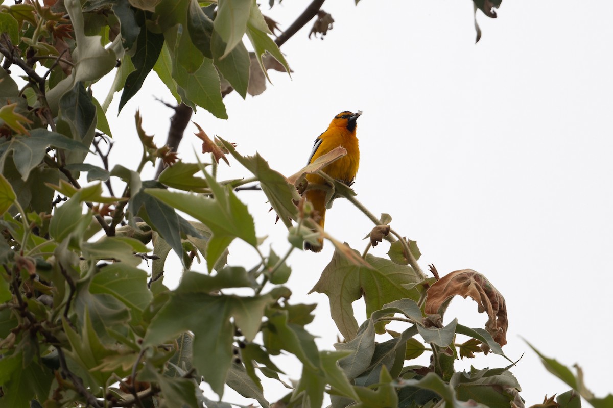 Bullock's Oriole - ML619506184