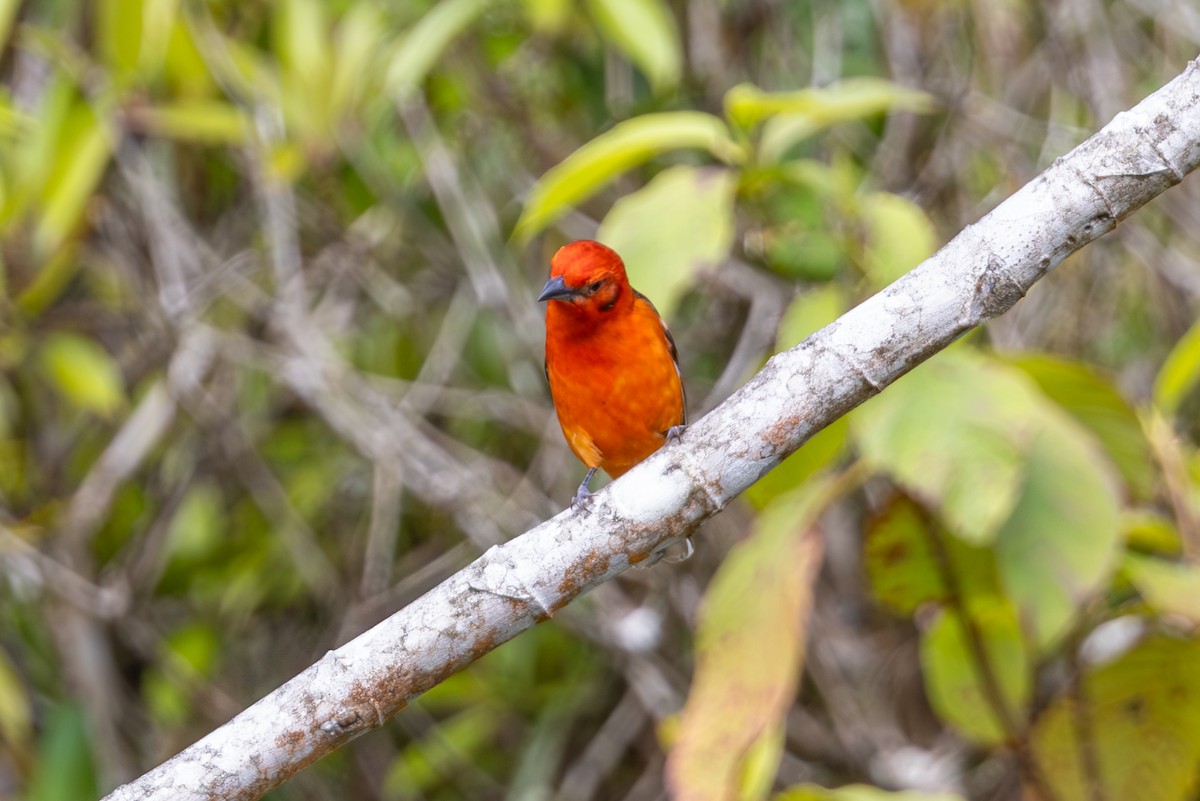 Flame-colored Tanager - Mason Flint