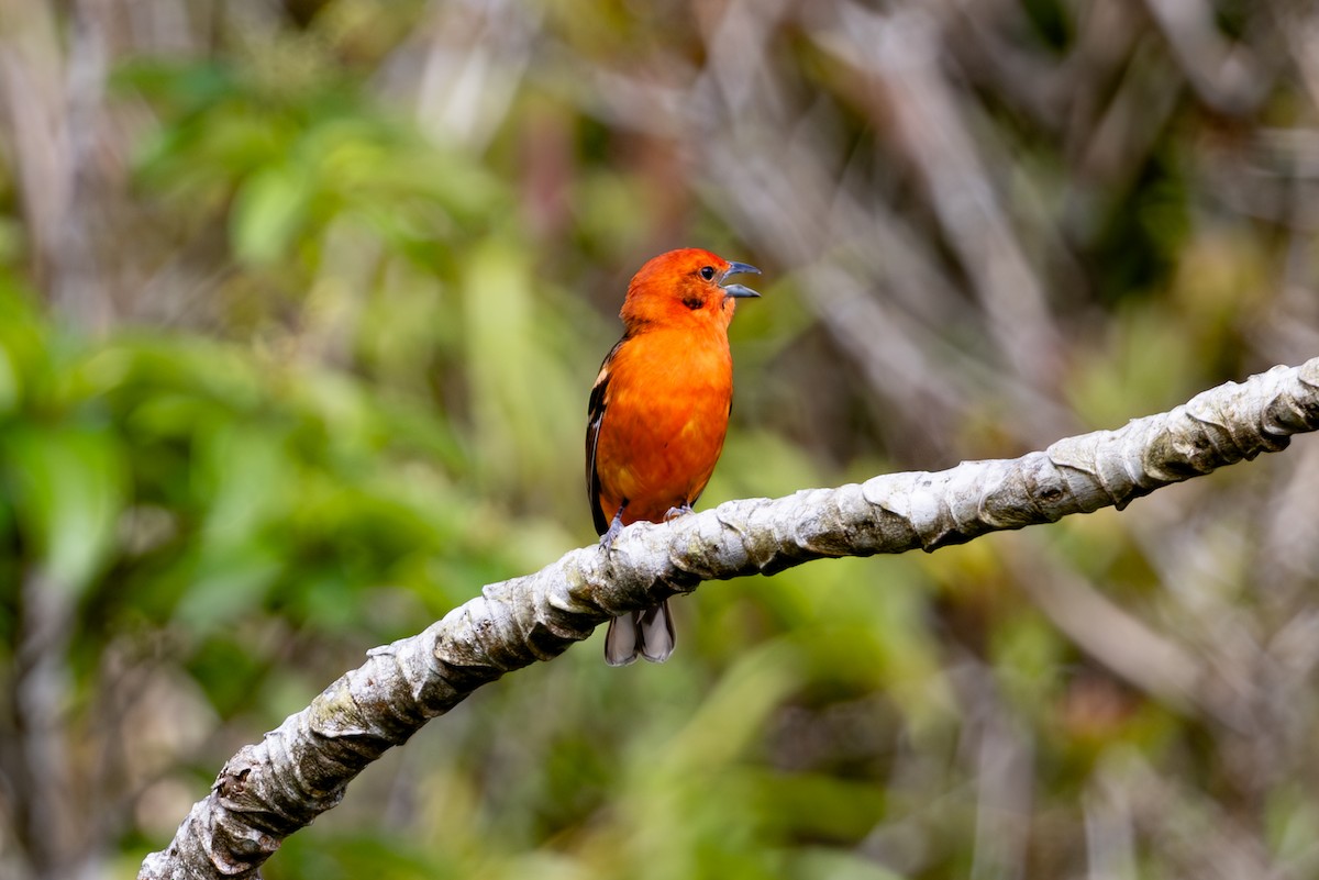 Flame-colored Tanager - Mason Flint