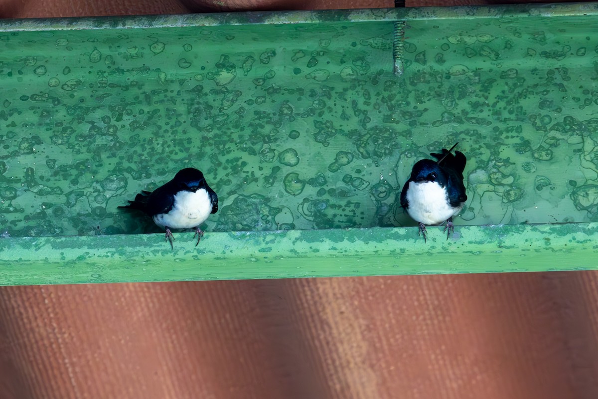 Blue-and-white Swallow - Mason Flint