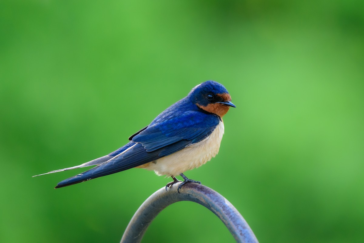 Barn Swallow - John Kuenzli