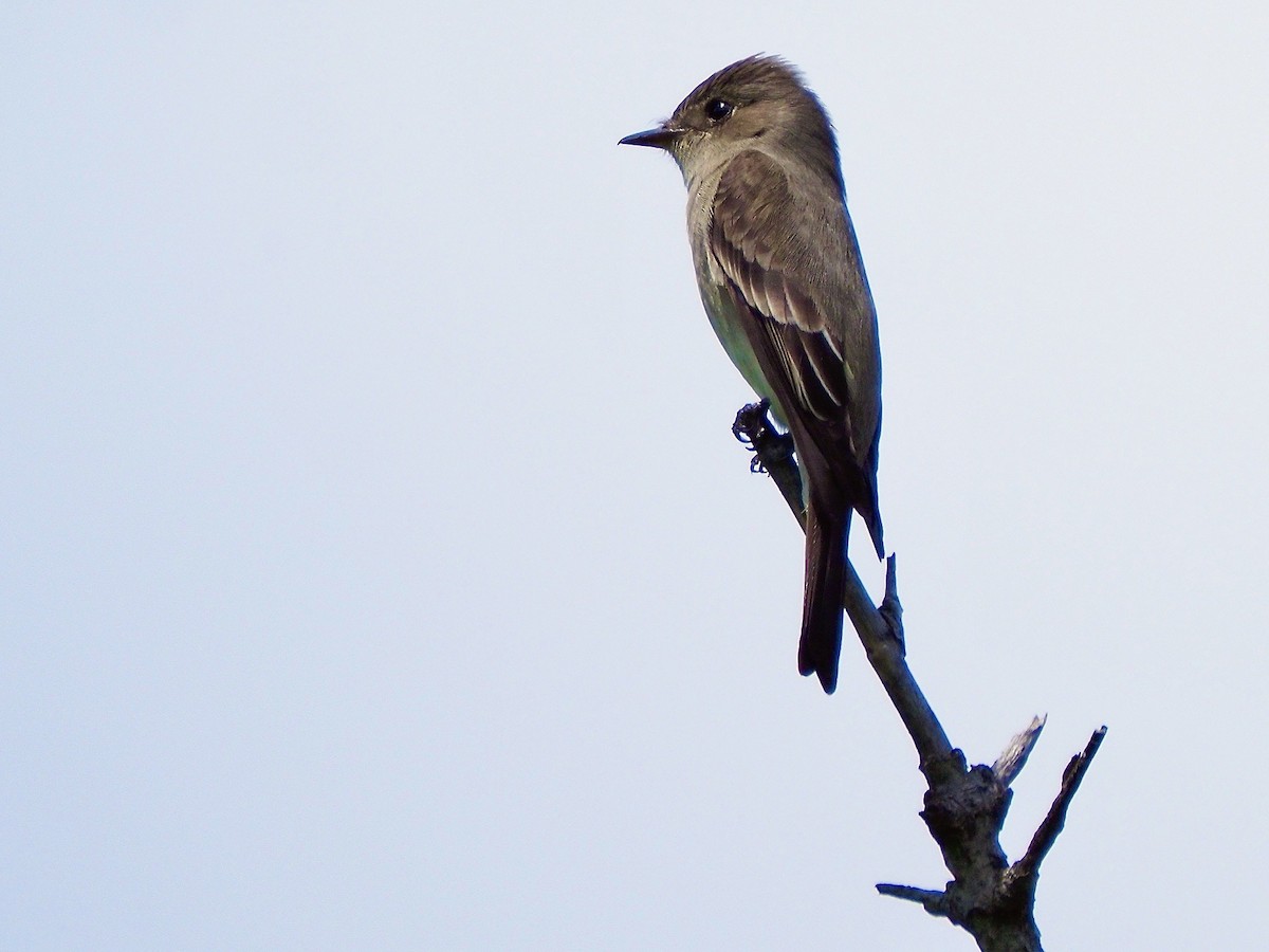 Western Wood-Pewee - Kathy Green