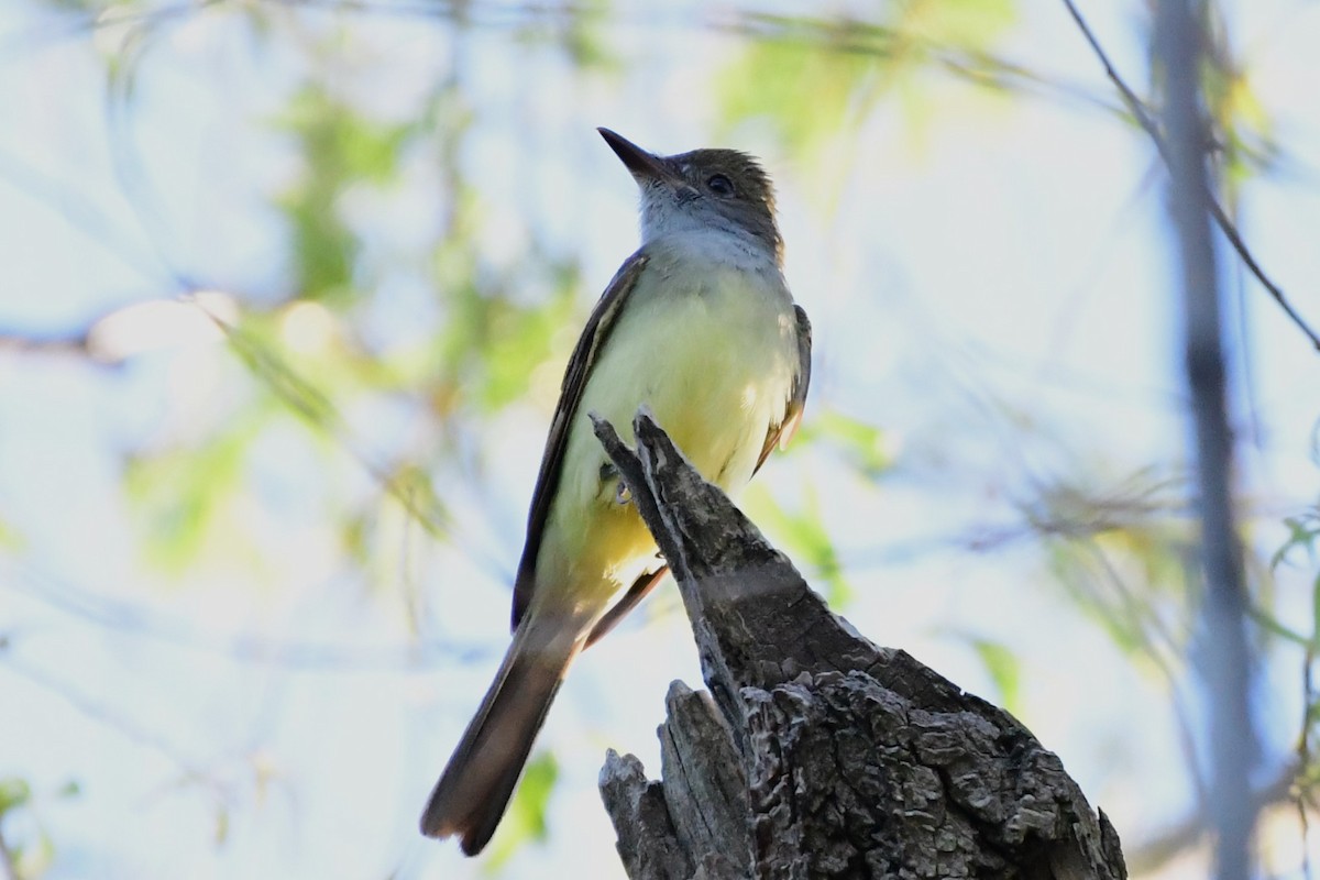 Great Crested Flycatcher - Winston Poon