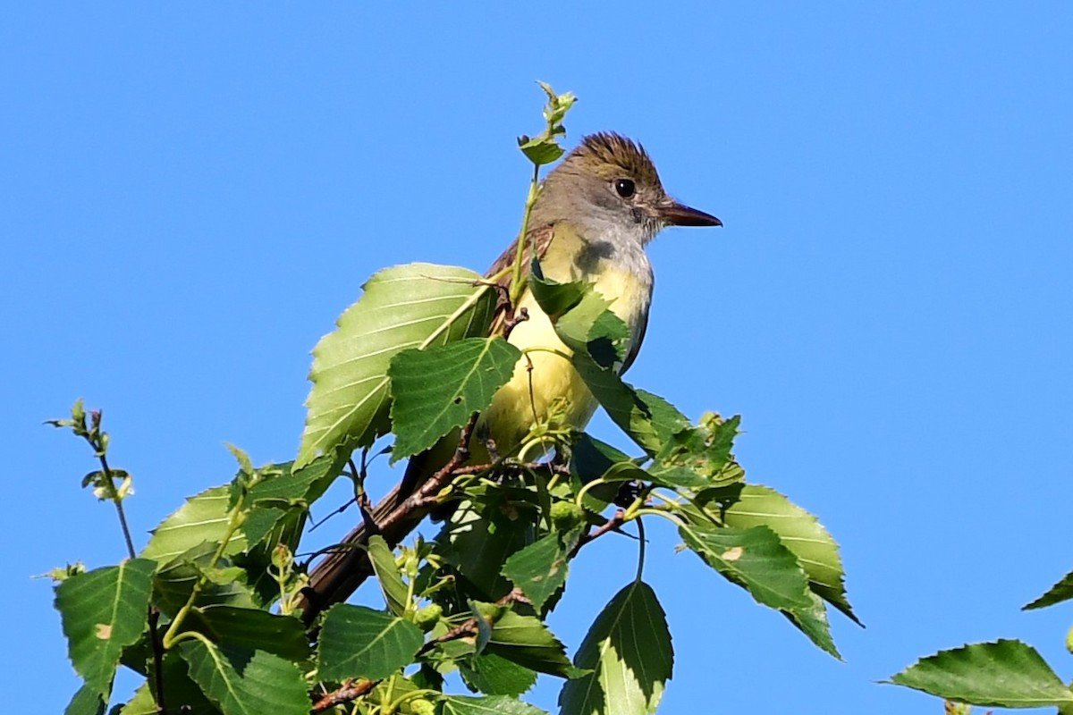 Great Crested Flycatcher - Winston Poon