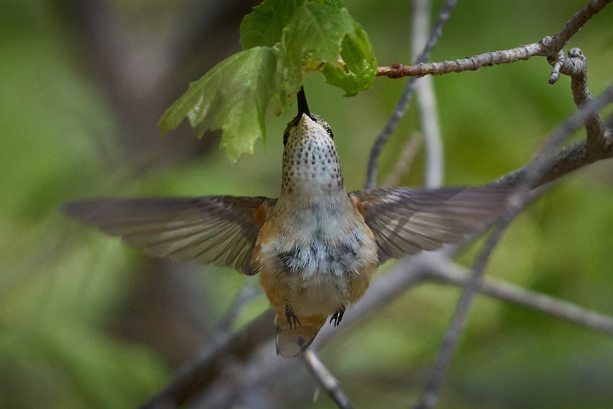 Broad-tailed Hummingbird - Julie Laity