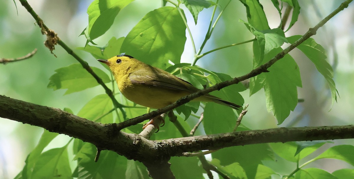 Wilson's Warbler - Graham Dudley