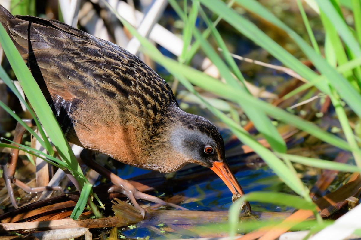 Virginia Rail - John Kuenzli