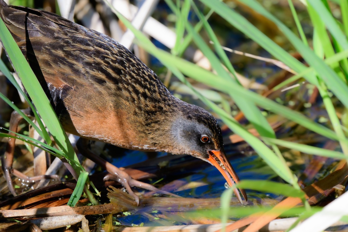 Virginia Rail - John Kuenzli