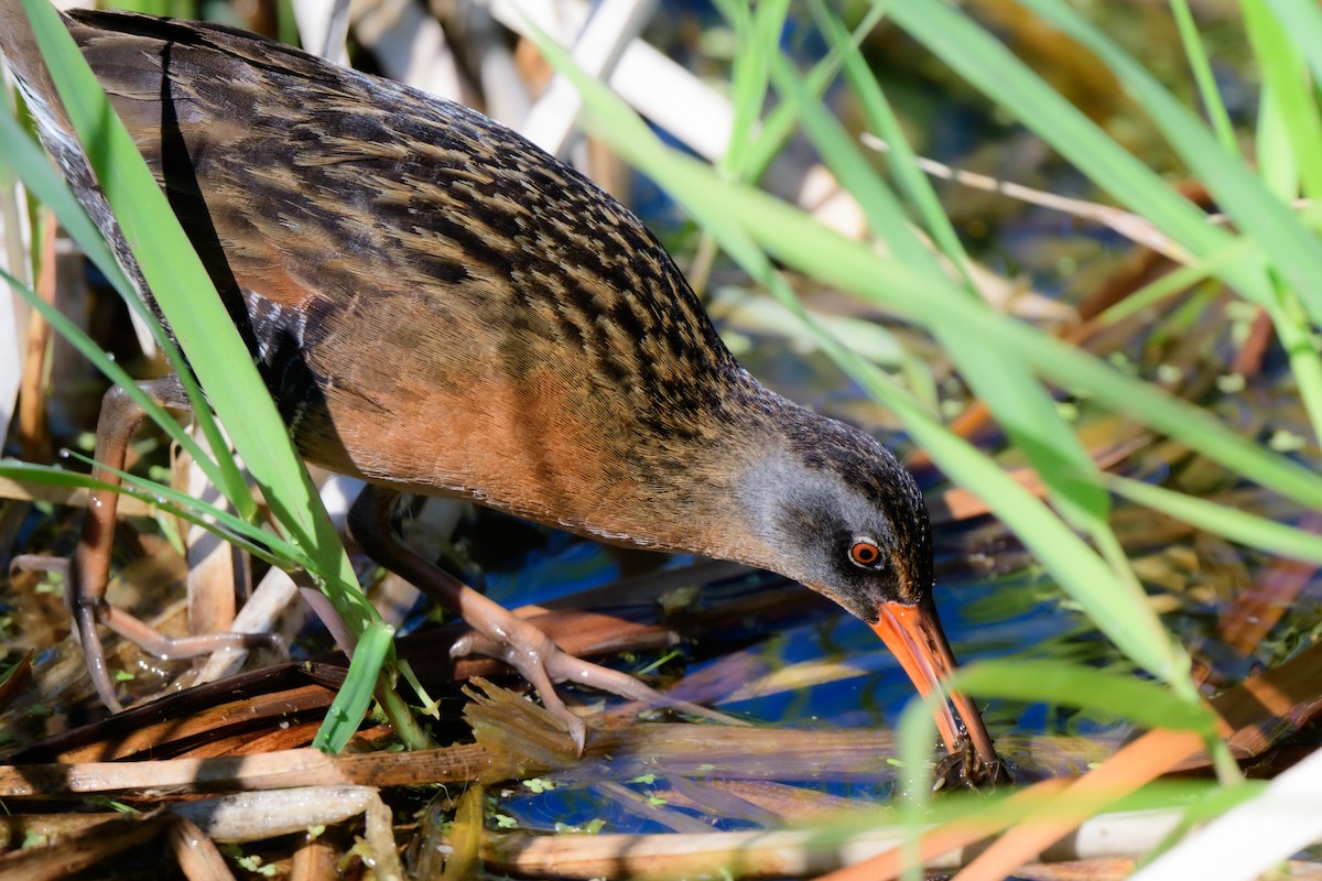 Virginia Rail - ML619506222