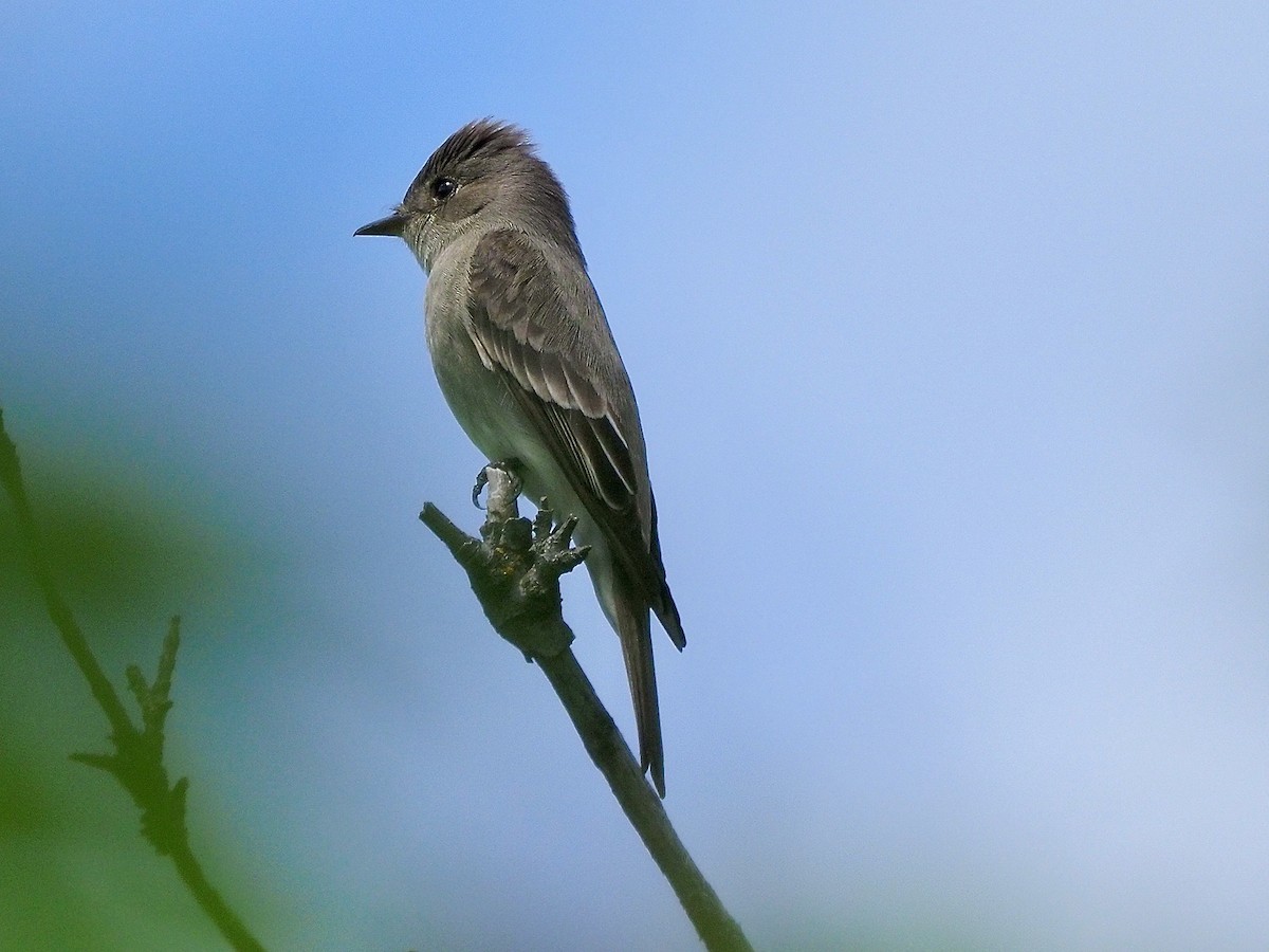 Western Wood-Pewee - Kathy Green