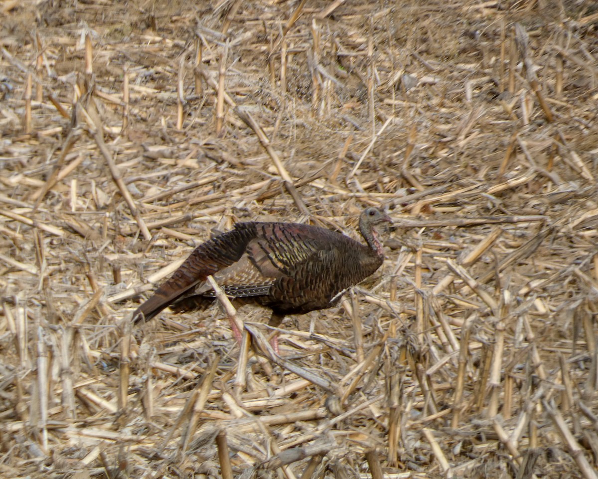 Wild Turkey - ML619506229