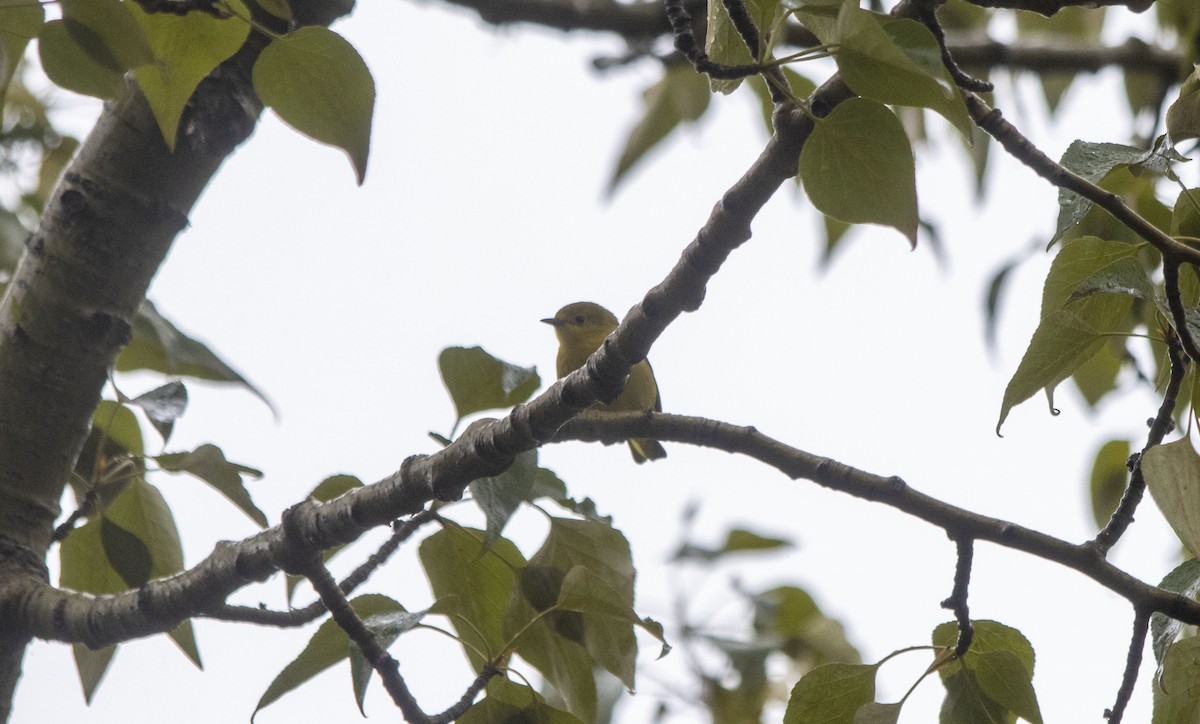 Orange-crowned Warbler - Daniel Martin