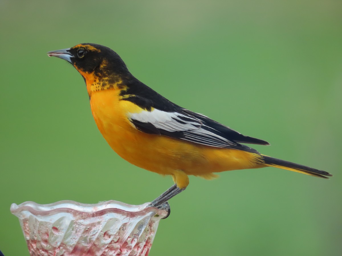 Bullock's x Baltimore Oriole (hybrid) - Tom Curtis