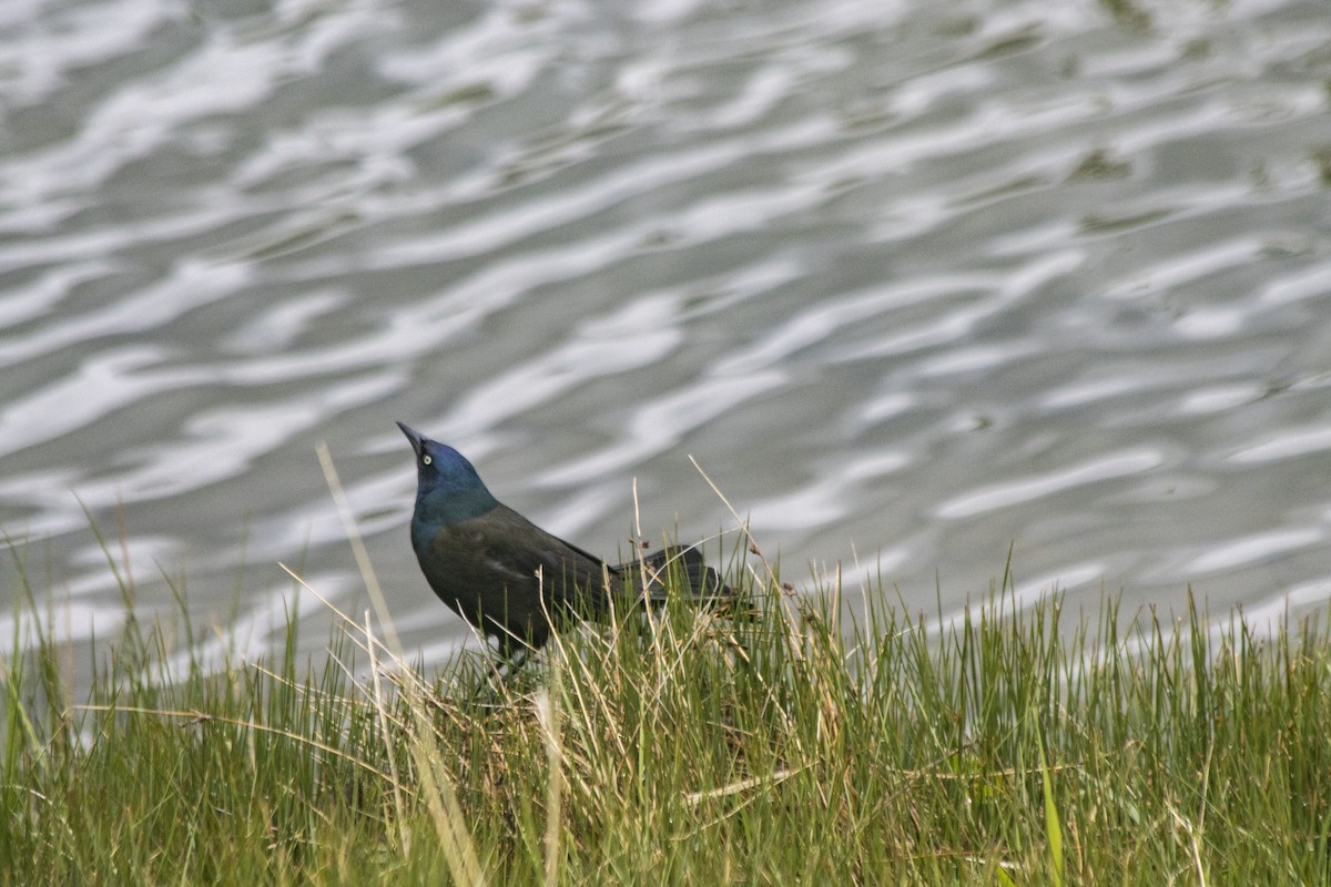 Common Grackle - Daniel Martin