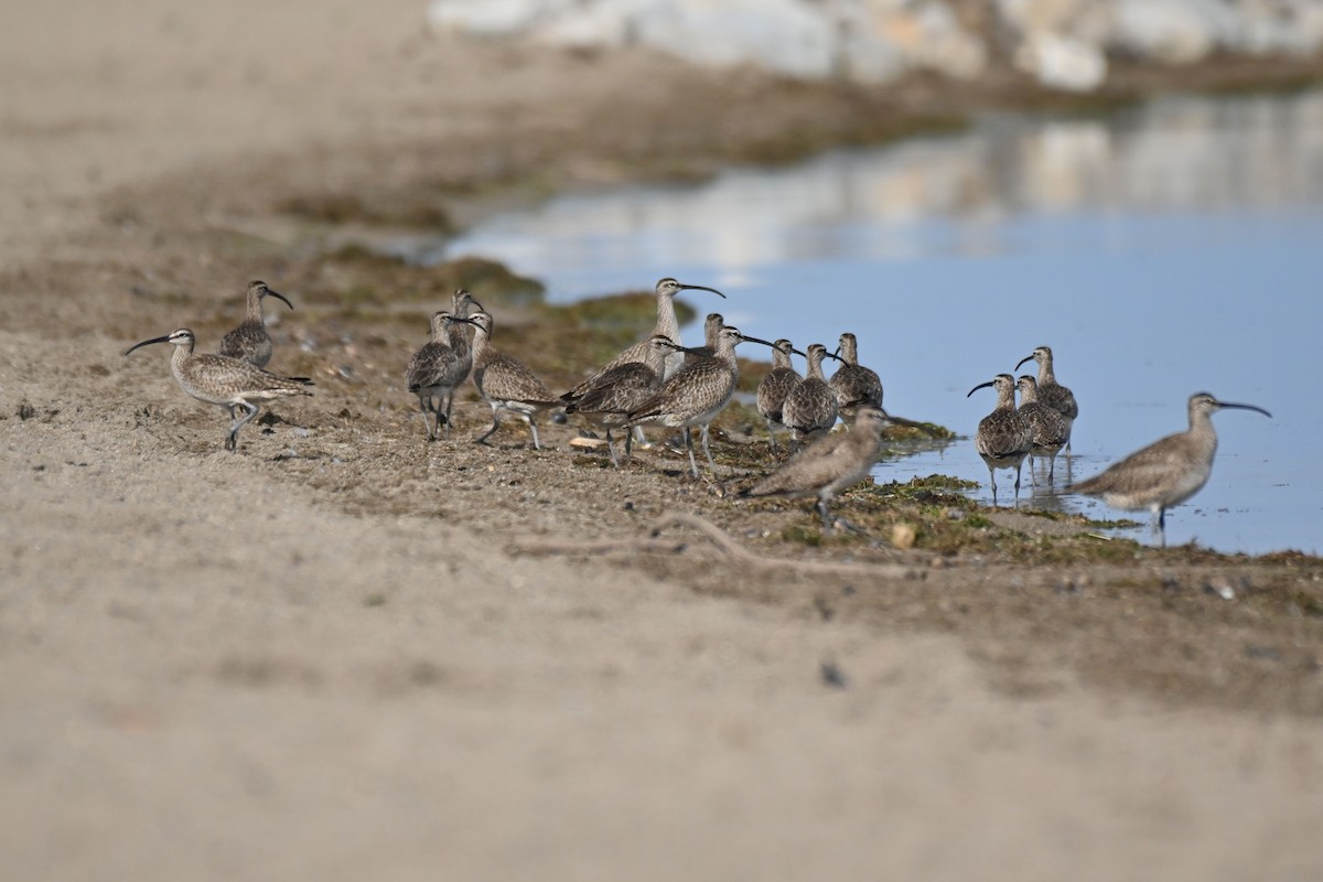 Whimbrel - Rick Luehrs