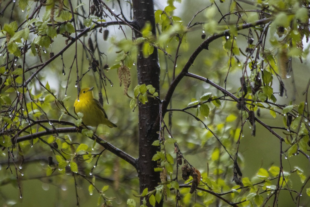 Yellow Warbler - Daniel Martin