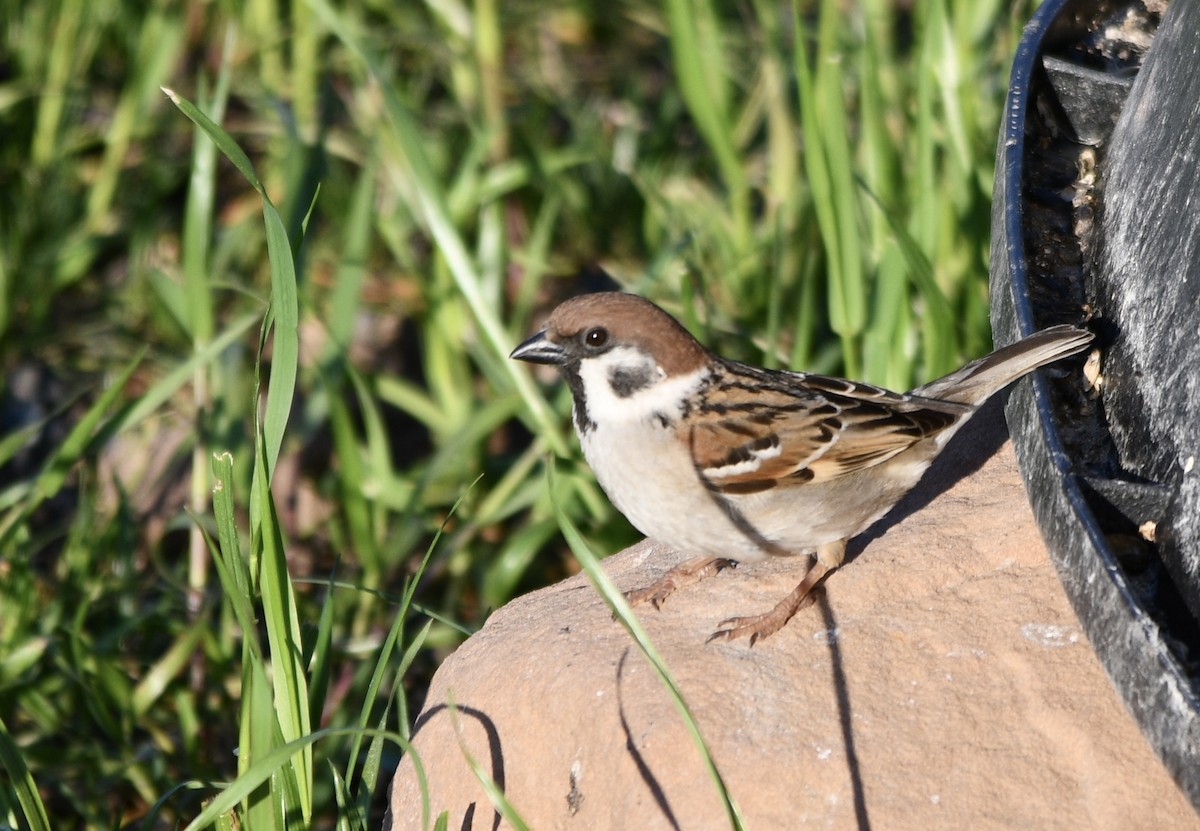 Eurasian Tree Sparrow - Ben Baldwin