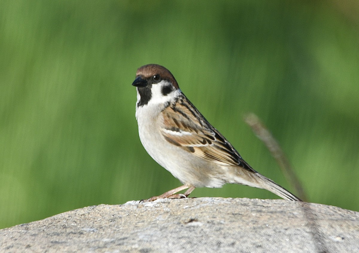 Eurasian Tree Sparrow - Ben Baldwin