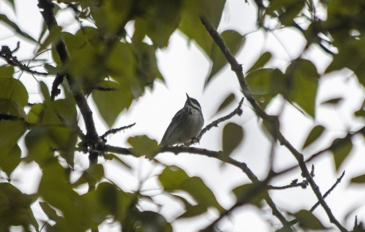 Blackpoll Warbler - Daniel Martin