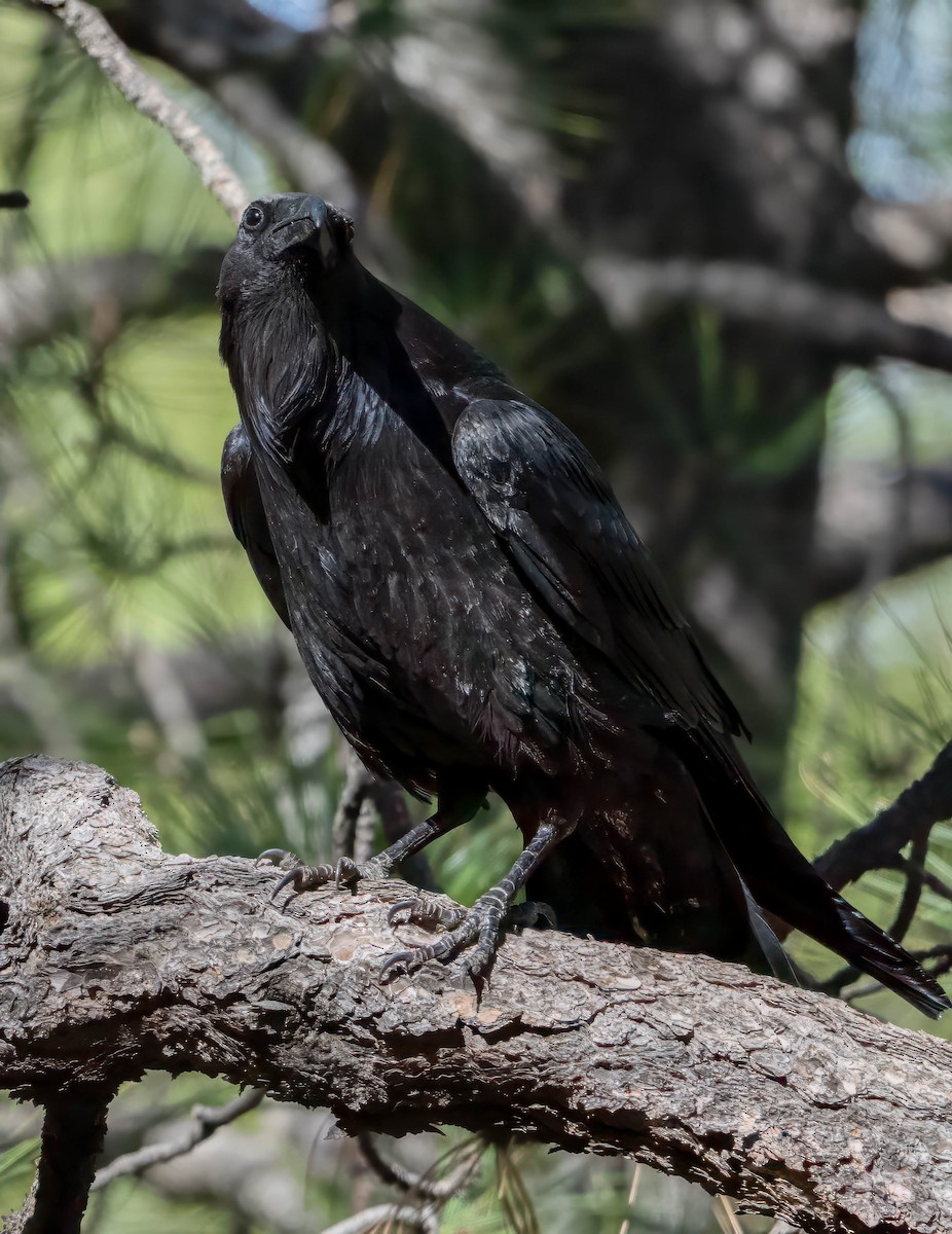 Common Raven - Howard Cox