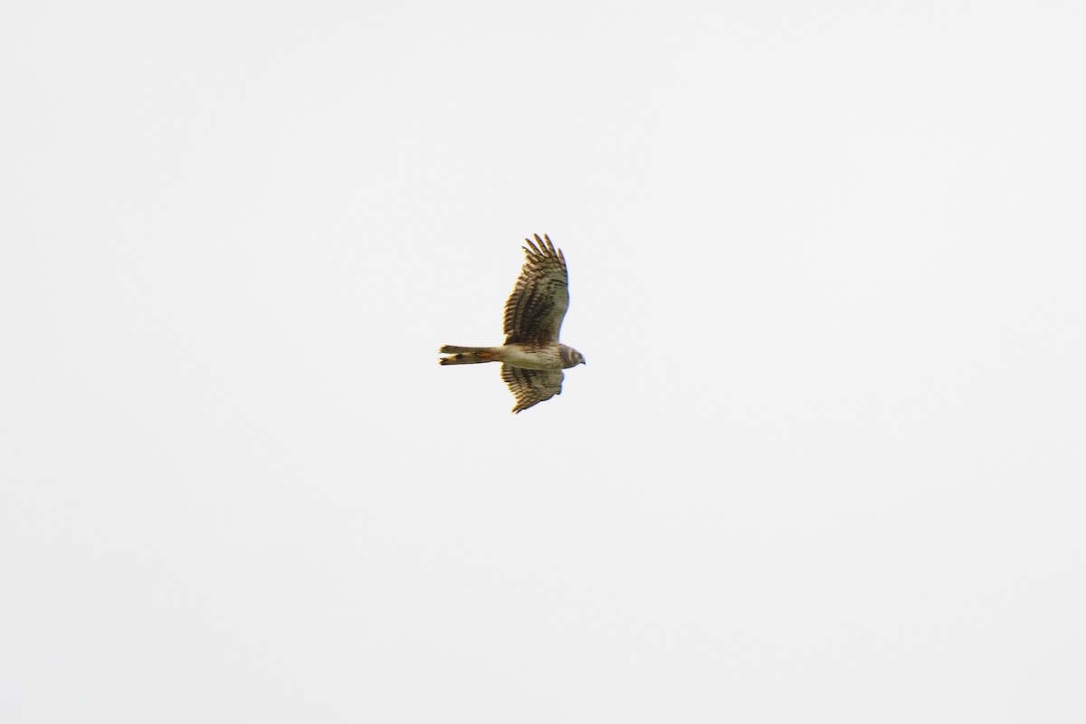 Northern Harrier - John Kuenzli