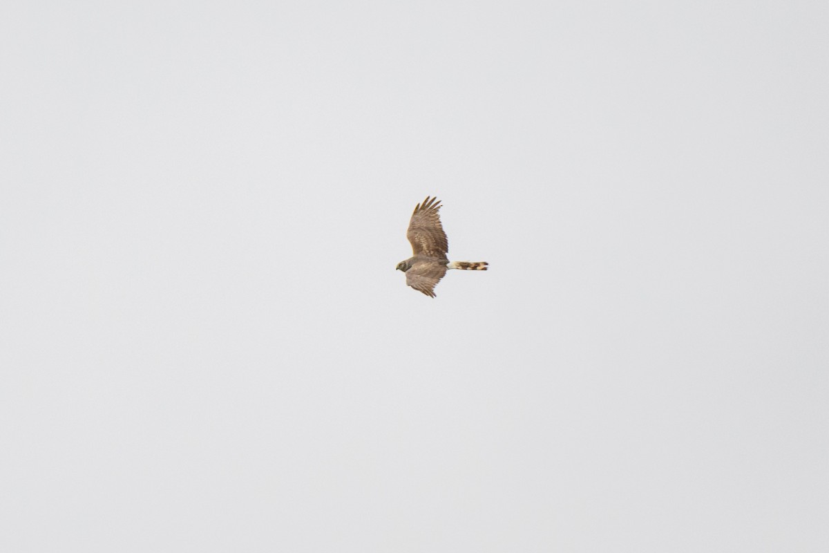 Northern Harrier - John Kuenzli