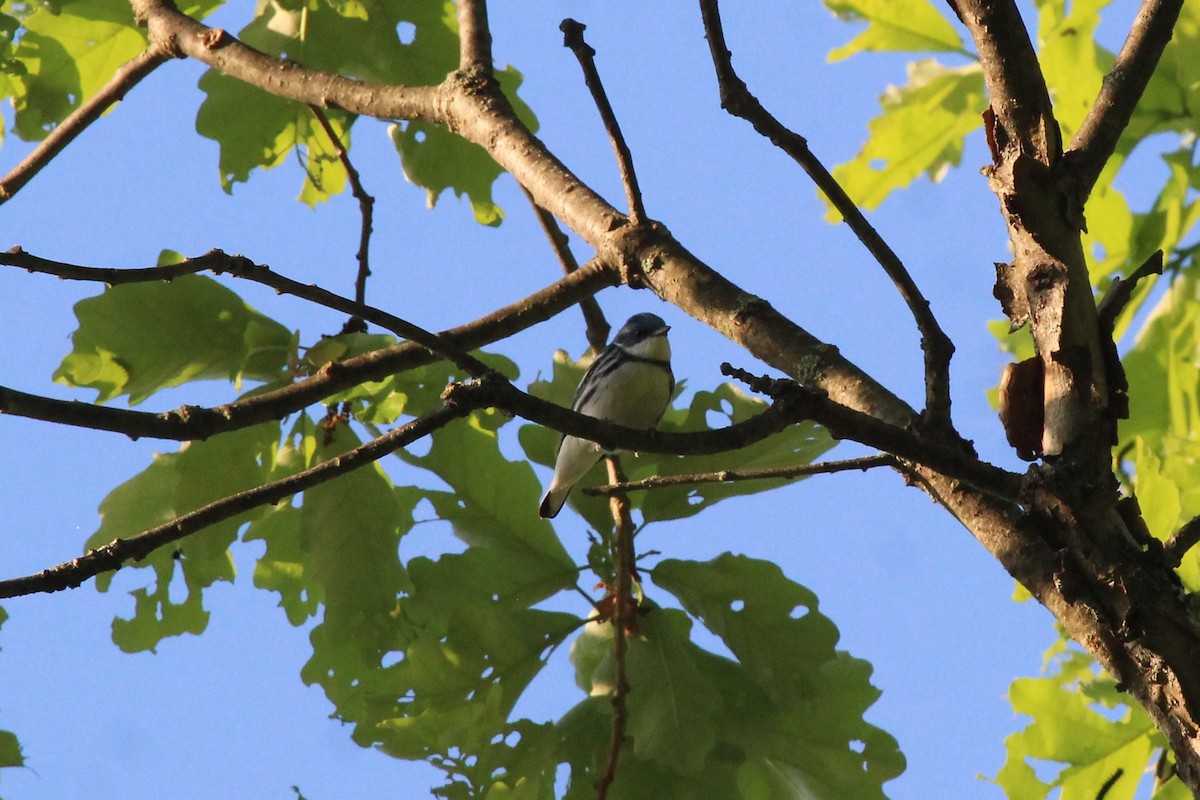 Cerulean Warbler - Bradley White