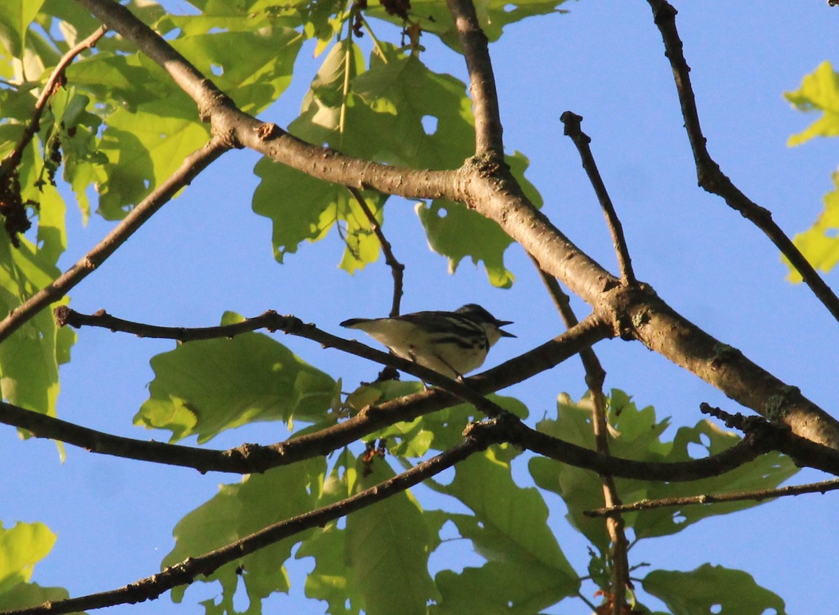 Cerulean Warbler - Bradley White