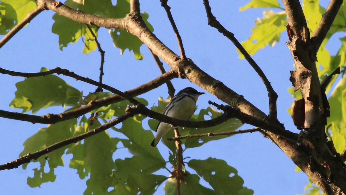 Cerulean Warbler - Bradley White