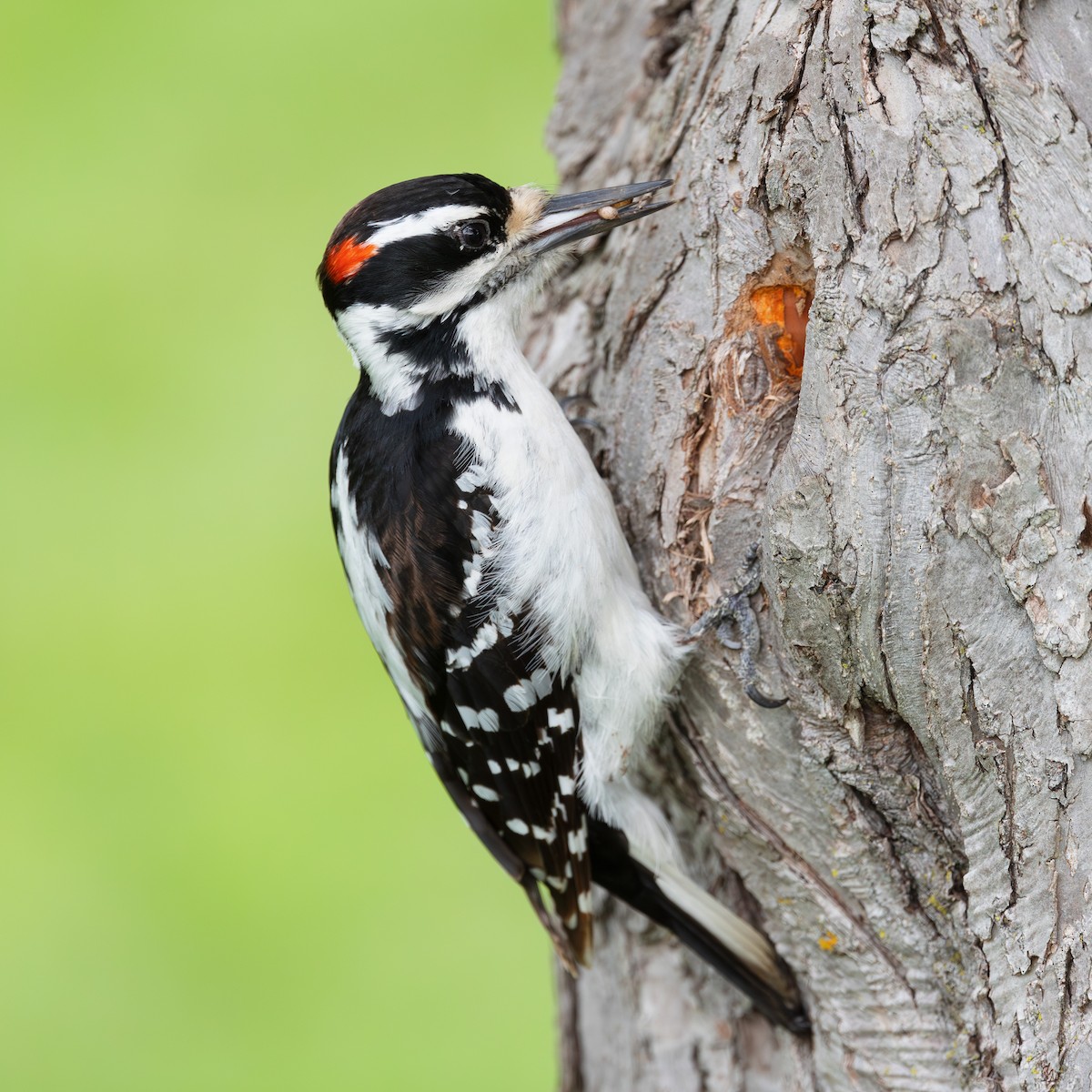 Hairy Woodpecker - Cesar Ponce