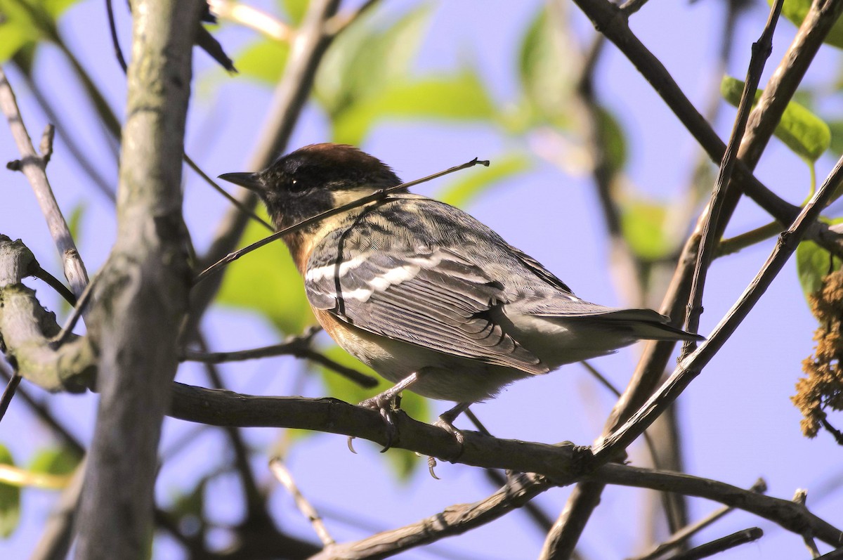 Bay-breasted Warbler - Sue Riffe