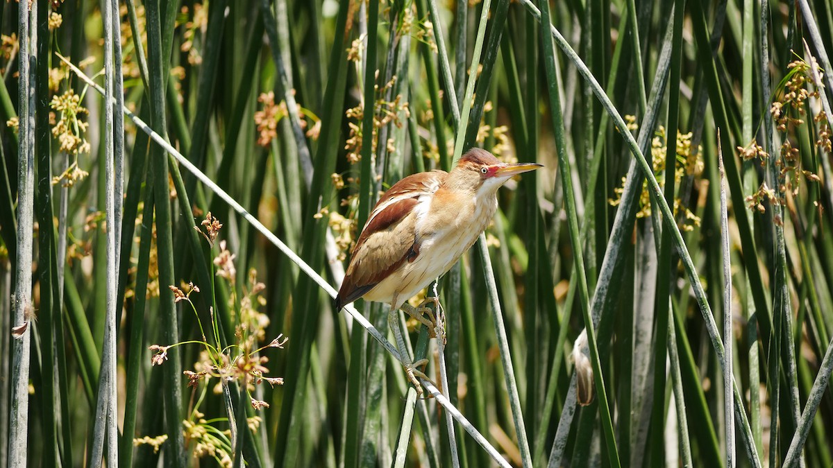 Least Bittern - Jeff Pulford