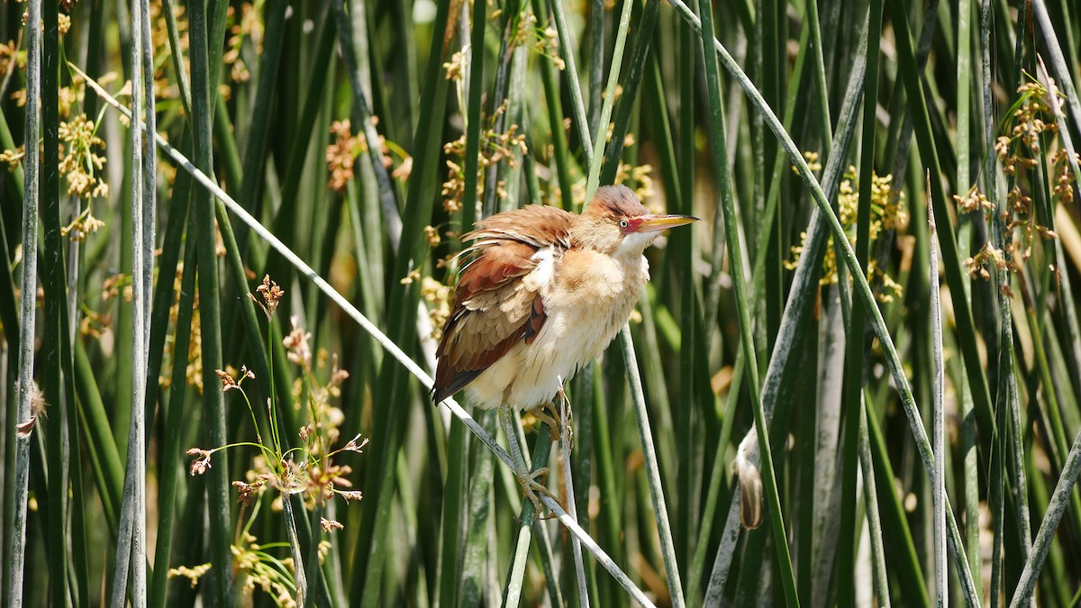 Least Bittern - Jeff Pulford