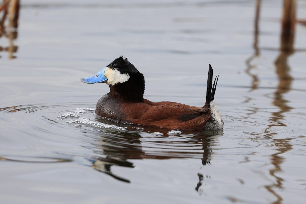 Ruddy Duck - ML619506279