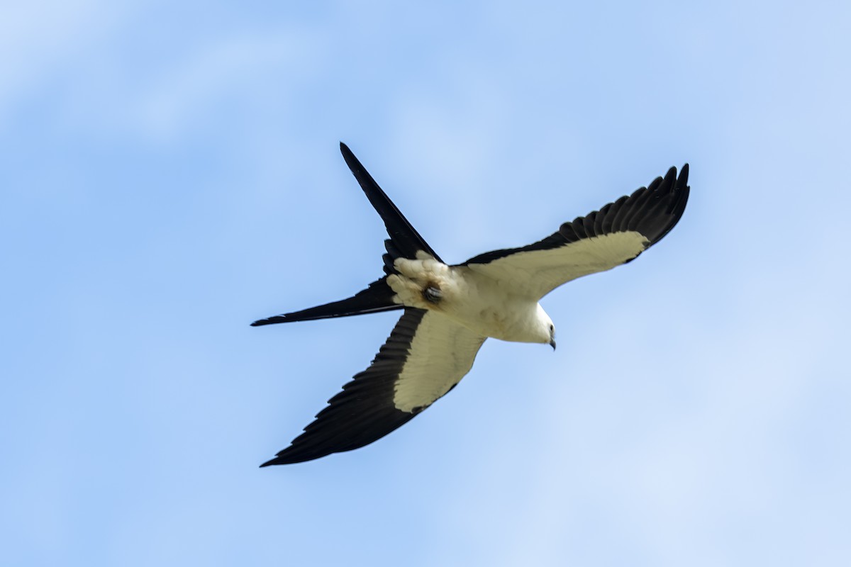 Swallow-tailed Kite - Mason Flint