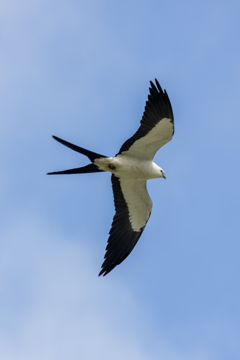 Swallow-tailed Kite - Mason Flint